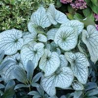 Brunnera 'Alexander's Great' (P)