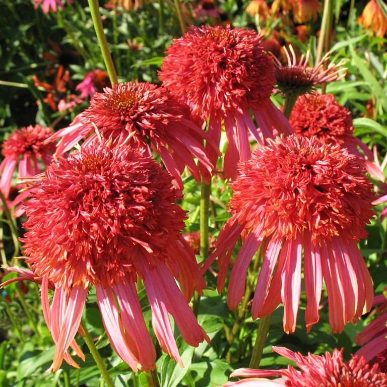 Echinacea 'Guava Ice' (P)