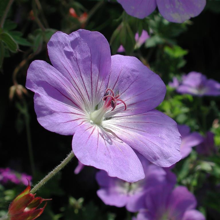 Geranium 'Rozanne' (P)