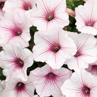 Petunia Vista� 'Silverberry' (P)